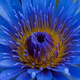 Blue lotus - PhotoDune Item for Sale
