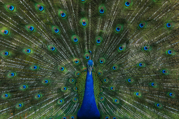 Peacock - Stock Photo - Images