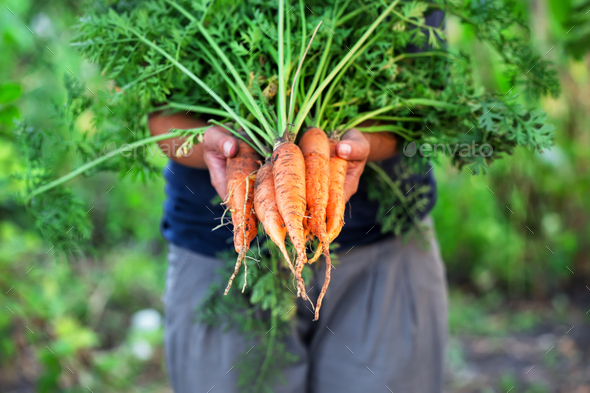 Carrot harvest in hands of woman farmer Stock Photo by Alexlukin | PhotoDune