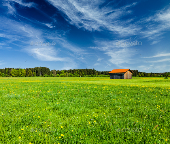 Summer meadow - Stock Photo - Images