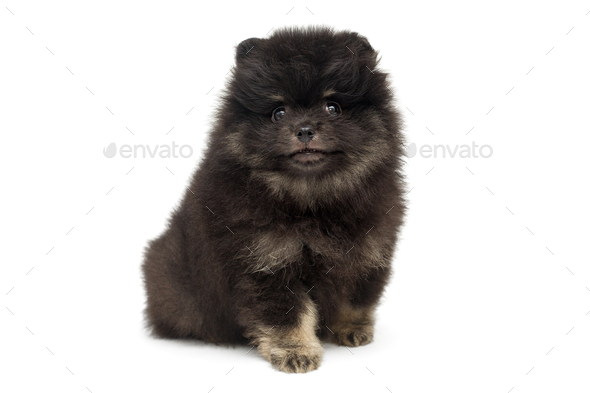 small fluffy pomeranian