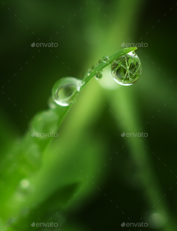 Macro of raindrop - Stock Photo - Images