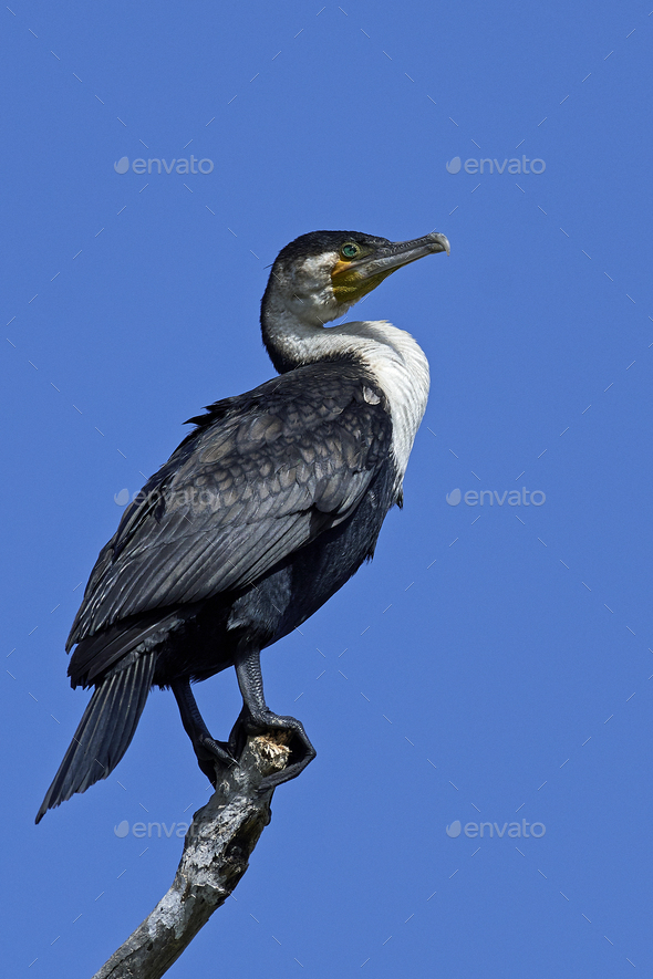 White-breasted cormorant (Phalacrocorax lucidus) - Stock Photo - Images
