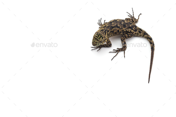 Green spiny lizard isolated on white background - Stock Photo - Images