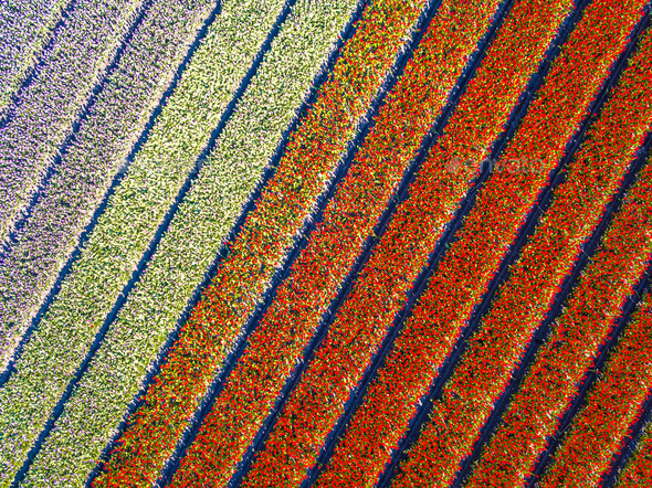 Aerial view Tulip field