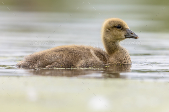 Greylag goose gosling - Stock Photo - Images