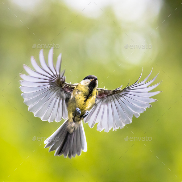 Bird in flight on green garden background instagram format - Stock Photo - Images