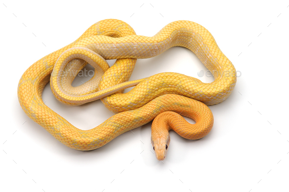 Rat snake albino isolated on white background