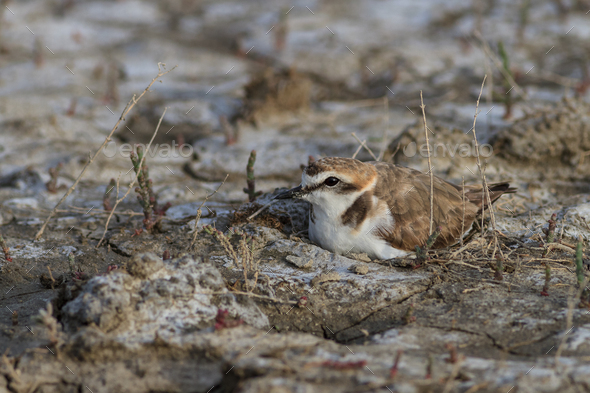 Wilson's Plover Identification, All About Birds, Cornell Lab of Ornithology