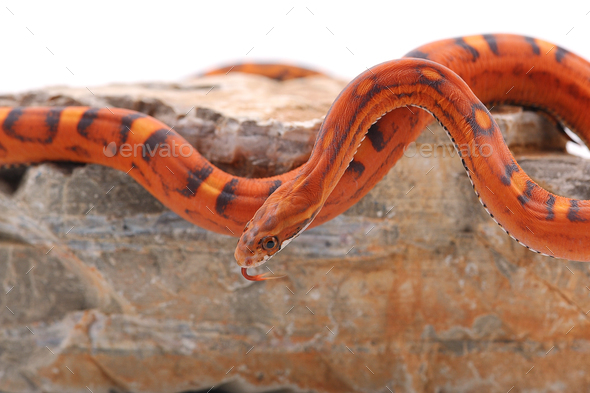 scaleless corn snake isolated on white background - Stock Photo - Images