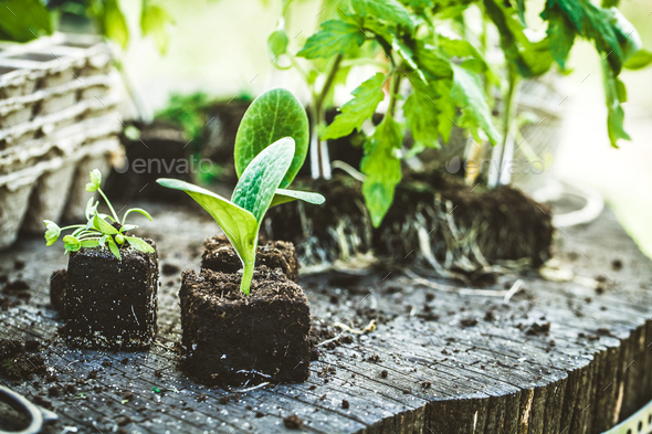 23042016 garden seedlings 167