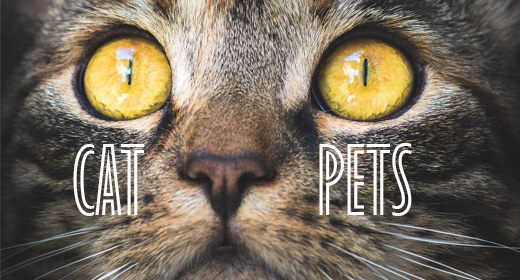 Cat pets