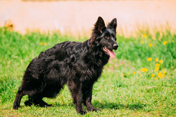 Beautiful Young Black German Shepherd Dog Standing In Green Gras