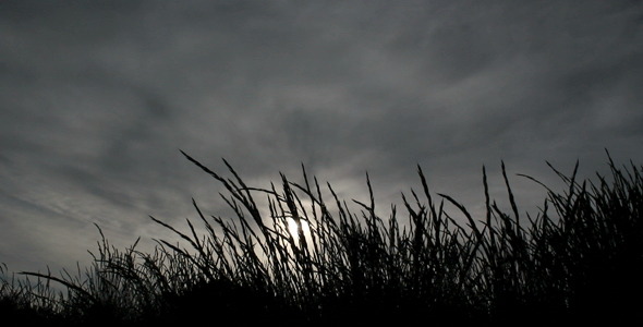 Dark Grass