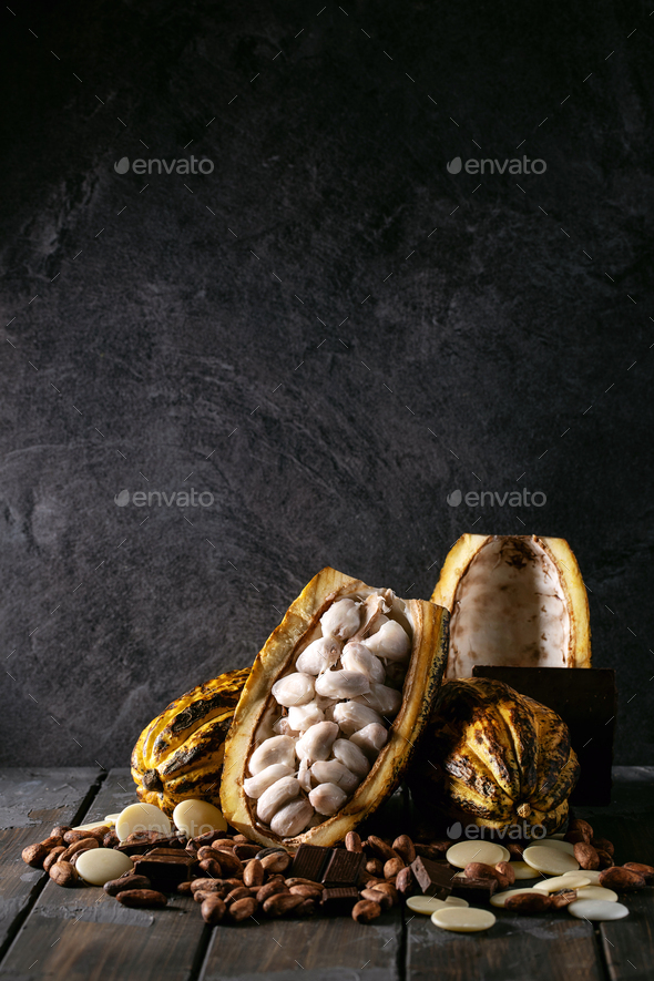 Cacao fruit decorated with fresh and dry cacao beans