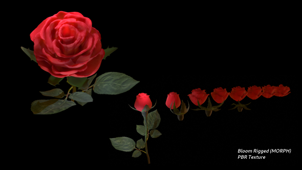 Realistic 3D Rose - 3Docean 23683227