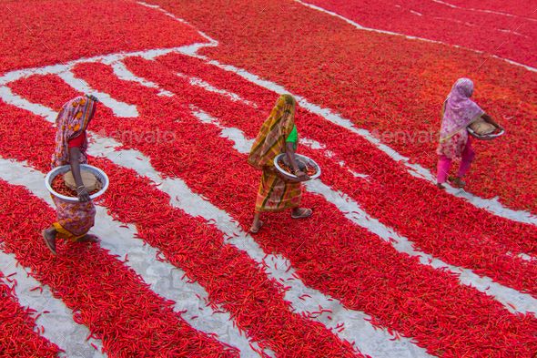 Red chilies harvesting 13 - Stock Photo - Images