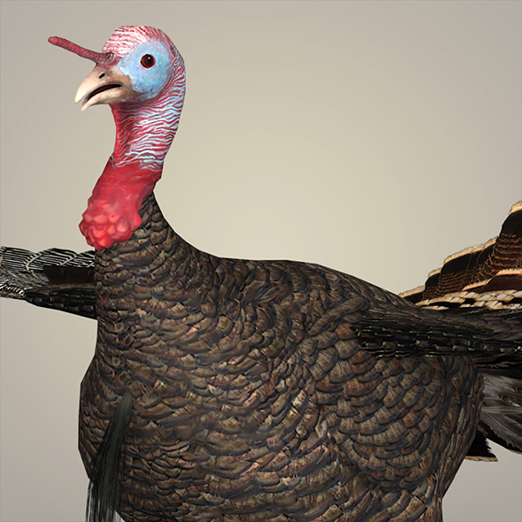 Realistic Turkey Bird - 3Docean 23692225