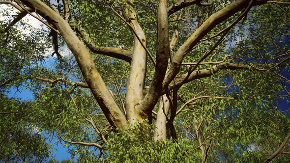 Eucaliptus in Australia Red Center alt