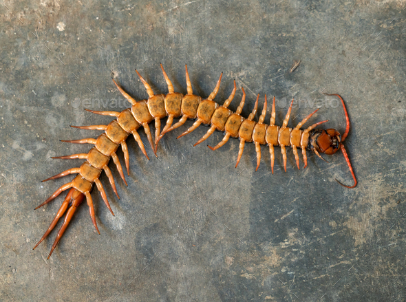 giant centipede on cement floor