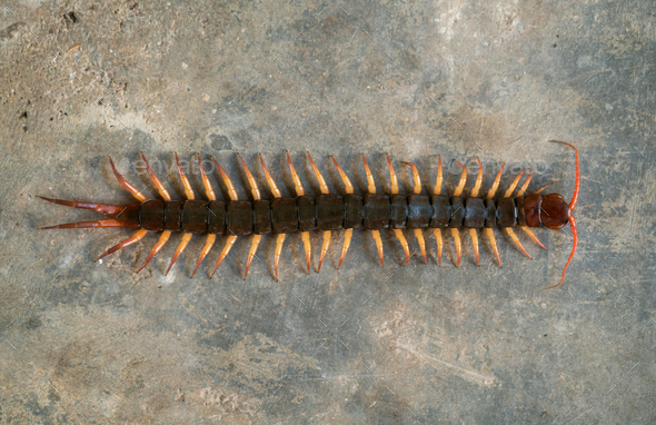 giant centipede on cement floor