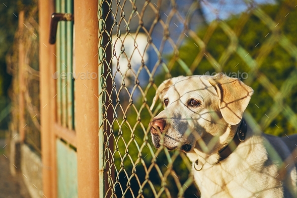 dog on fence