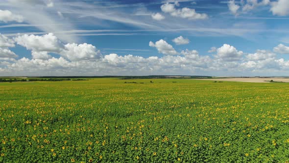 Margins of Sunflower Fields In Rays of Setting Sun alt