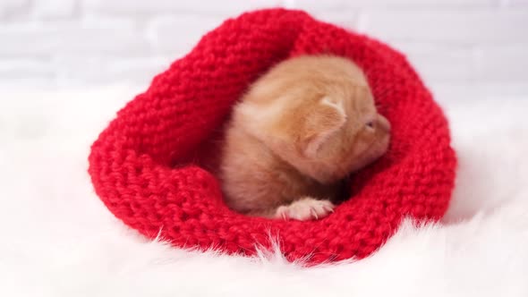 A little Christmas ginger kitten sleepy kitten hiding in santa hat