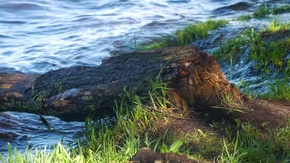 Fallen Tree On The Bank Of A Wild River