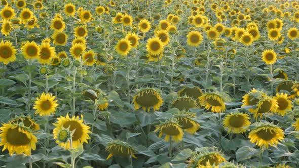 Yellow and green colors of sunflower Helianthus annuus field 4k video