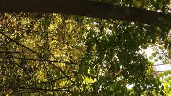Vertical Video Aerial View of Trees in the Forest on an Autumn Day in Ukraine Slow Motion alt