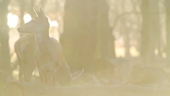 Red Deers Wandering In The Forest Park In London, England Searching For Food. -medium shot alt