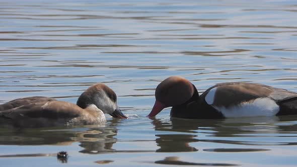 Red-Crested Pochard Duck Bird Swim on Lake Water Surface in Nature