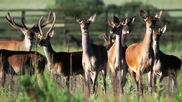 A Herd of Deer Grazes on the Lawn