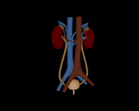 Urinary System - 3Docean 23714015