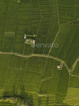 Aerial view of rice fields,Bali,Indonesia