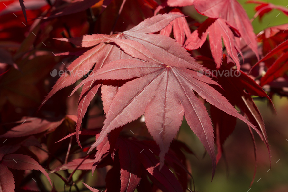 Red Leaves Of Japanese Maple Tree Stock Photo By Alessandrozocc Photodune