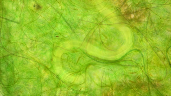 Nematoda Worm Under a Microscope Worm Movement Among Algae Widely Distributed on the Ground is a alt