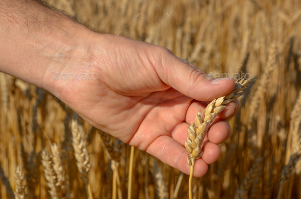 Human hands with wheat ears. Crop protection and care concept