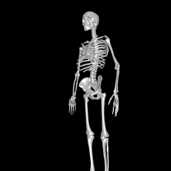 Human Skeleton - 3Docean 23723019