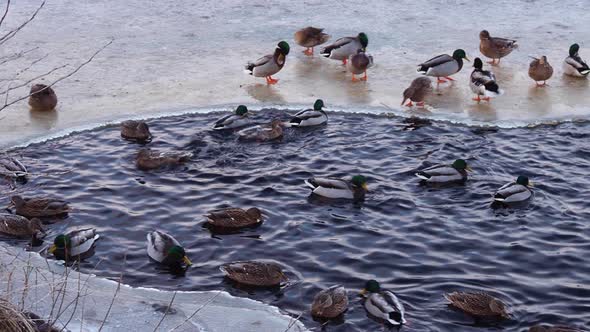 Ducks on lake in winter time