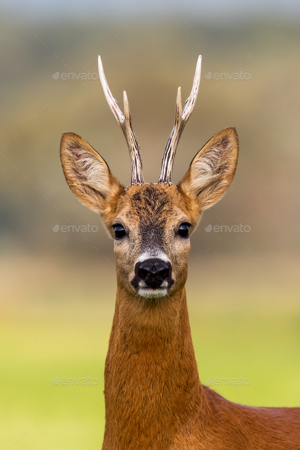 deer head front view