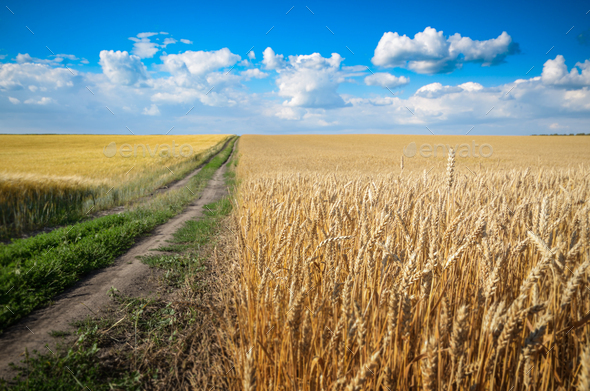 Wheat field under cloudy blue sky in Ukraine Stock Photo by e_mikh