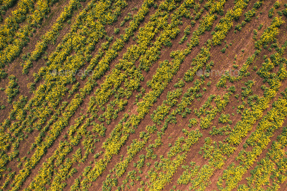 Aerial view of canola rapeseed field in poor condition - Stock Photo - Images