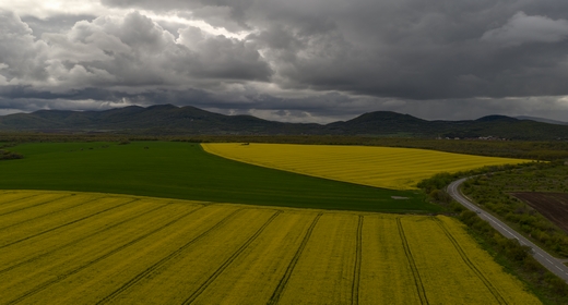 Rapeseed Plantations