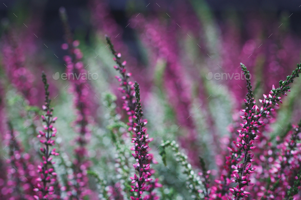 Purple meadow flowers background Stock Photo by Edalin | PhotoDune