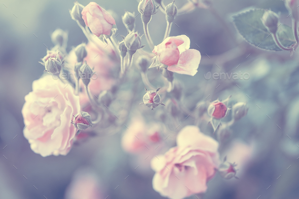 Pastel rose background Stock Photo by
