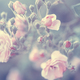 Pastel rose background Stock Photo by Anna_Om