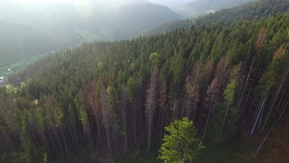 Deforestation, Aerial drone view of forest destroyed in Ukraine