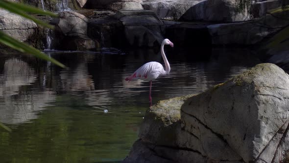 Pink Flamingo Stands in the Water and Washes. Pink Bird in the Water. Bird in Africa alt